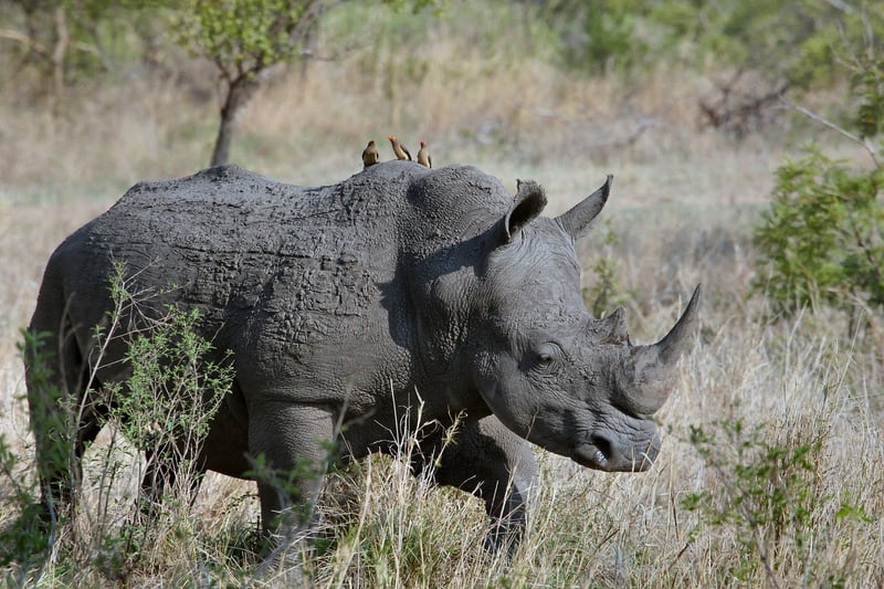 Wildlife Encounter